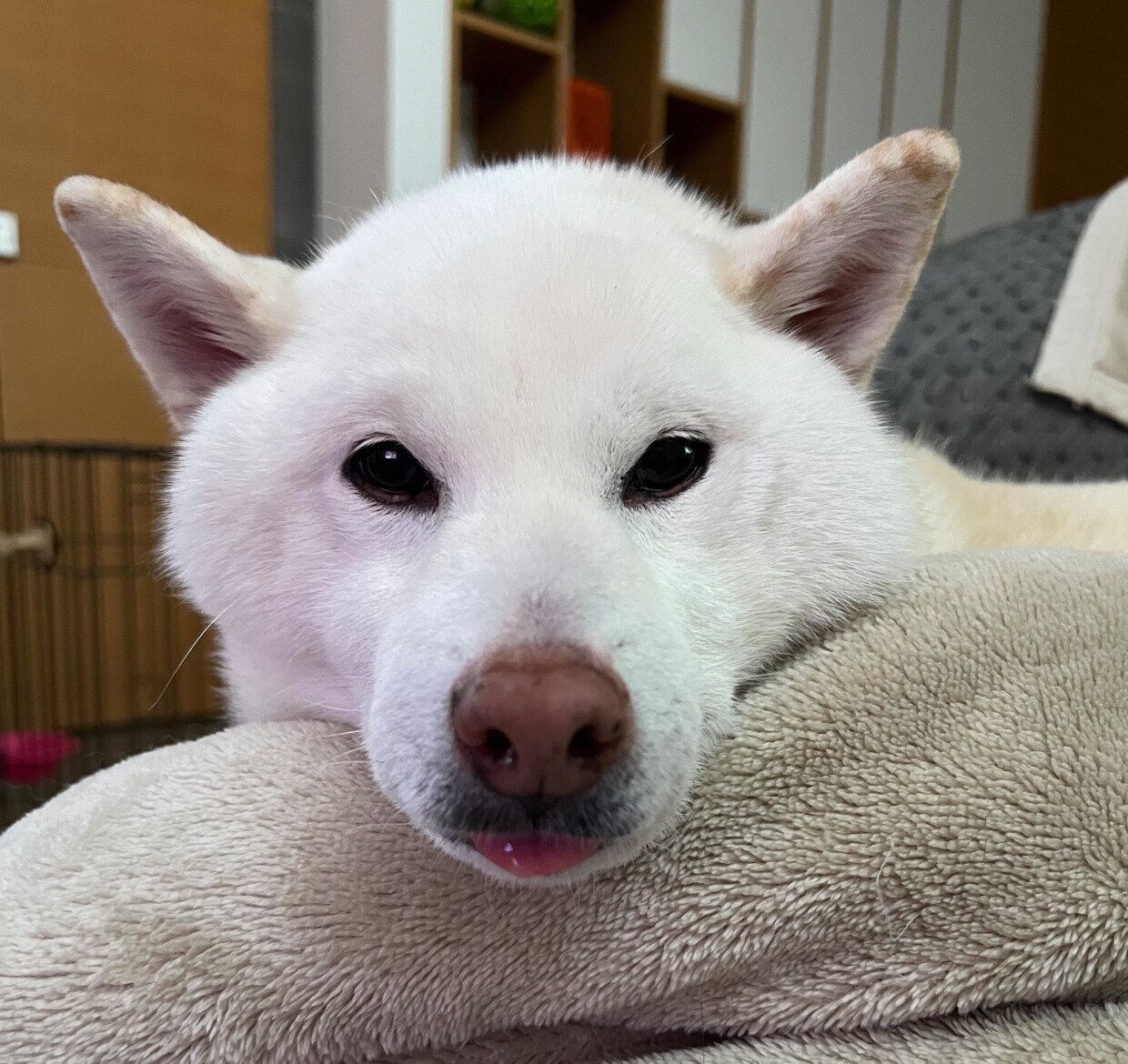 可愛い表情をするしらたまちゃん