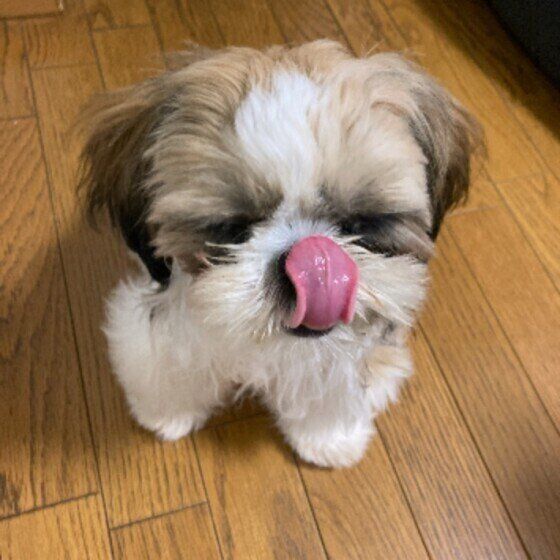 小型犬のモカちゃん