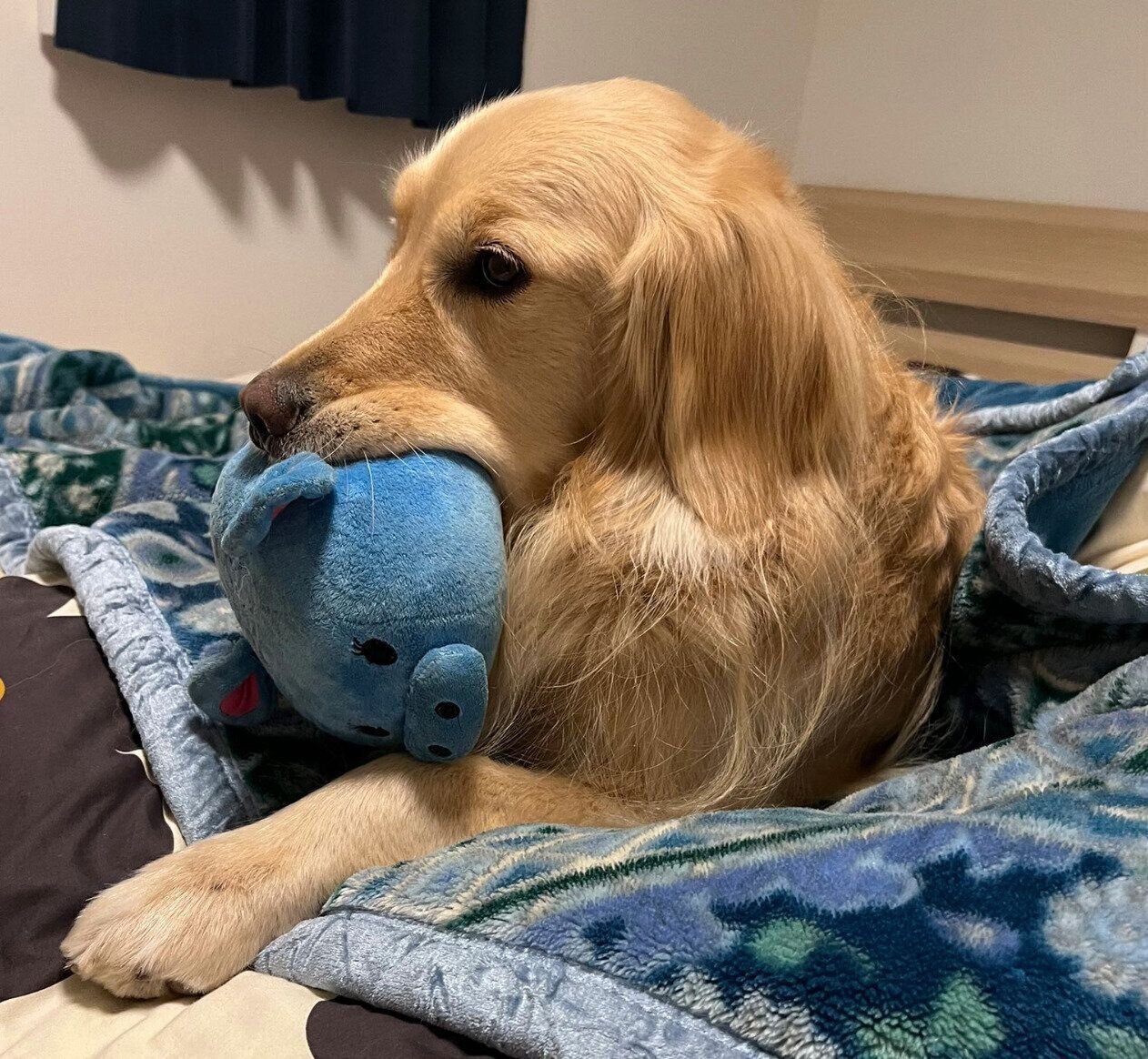 ぬいぐるみをくわえて飼い主さんのベッドを占領するいなりくん