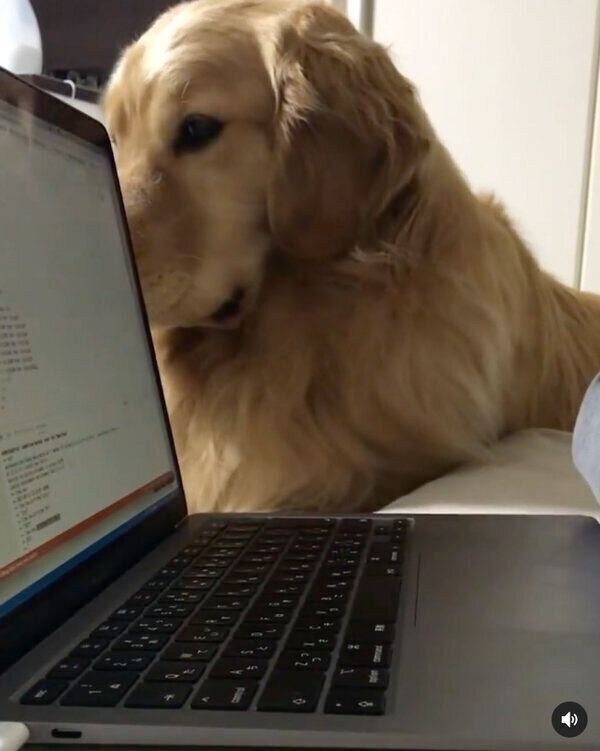 パソコン作業中の飼い主さんを邪魔しちゃう佐助くん