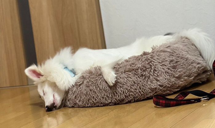 ベッドでくつろぐ犬 生後8カ月