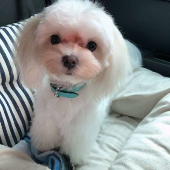 カメラ目線のマルチーズ