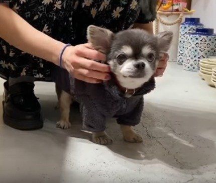 チワワ　ラズおじさん