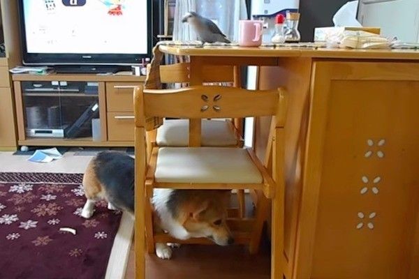 ごはんをもらうコーギー