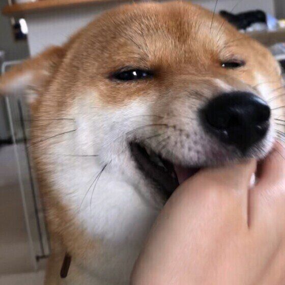 犬ってすごい！どうしてわかるの？犬が飼い主を判別する方法 いぬのきもち