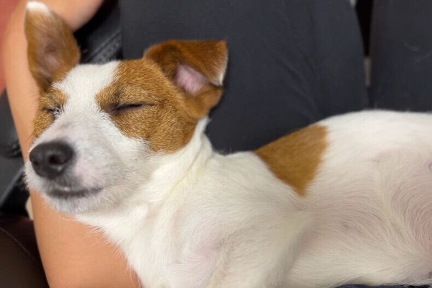 どうしても甘えたい 飼い主さんの在宅ワーク中 膝の上でくつろいで寝ちゃう犬 いぬのきもちweb Magazine どうしても甘えたい 飼い主さんの在宅ワーク中 膝の上でくつろいで寝ちゃう犬 いぬのきもちweb Magazine