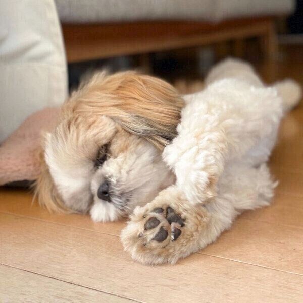 眠るつぶちゃん