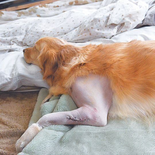 ５才７カ月で左前足の肥満細胞腫の切除手術を受けたとき