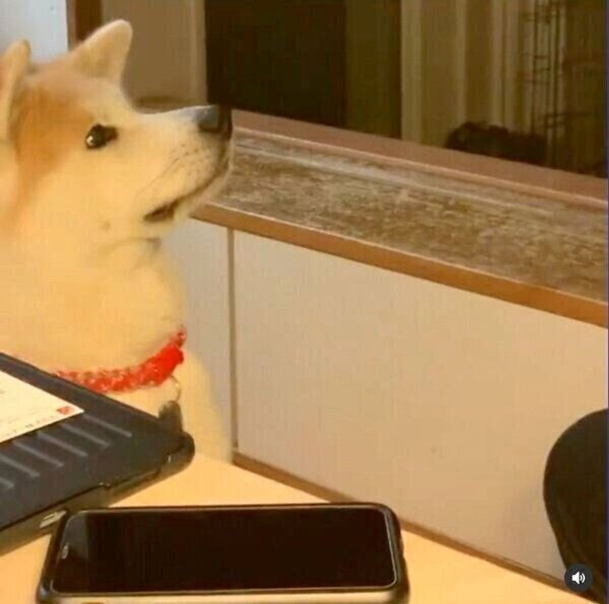 ジャーキーを食べたい秋田犬 フセ をするつもりが 張り切りすぎて家族が爆笑する展開に いぬのきもちweb Magazine ジャーキーを食べたい秋田犬 フセ をするつもりが 張り切りすぎて家族が爆笑する展開に いぬのきもちweb Magazine