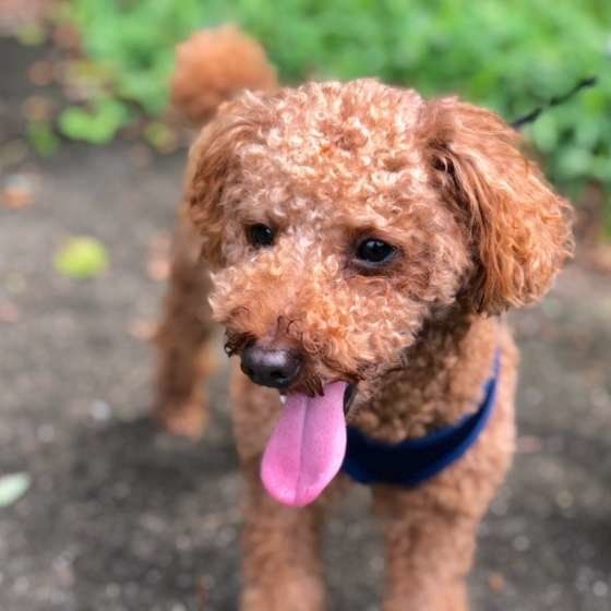 お散歩するトイ・プードル