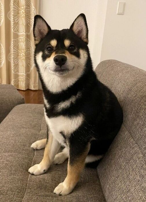 ソファで飼い主さんと夜の時間を過ごすおはぎちゃん
