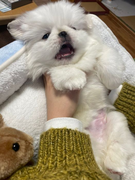 少し開いた口がかわいすぎる