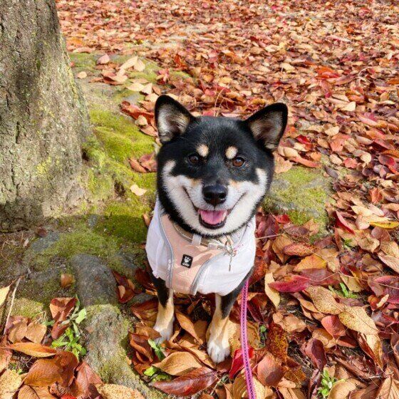 落ち葉や毒キノコの誤食・ハチの被害も？秋のお散歩で注意すること いぬのきもち