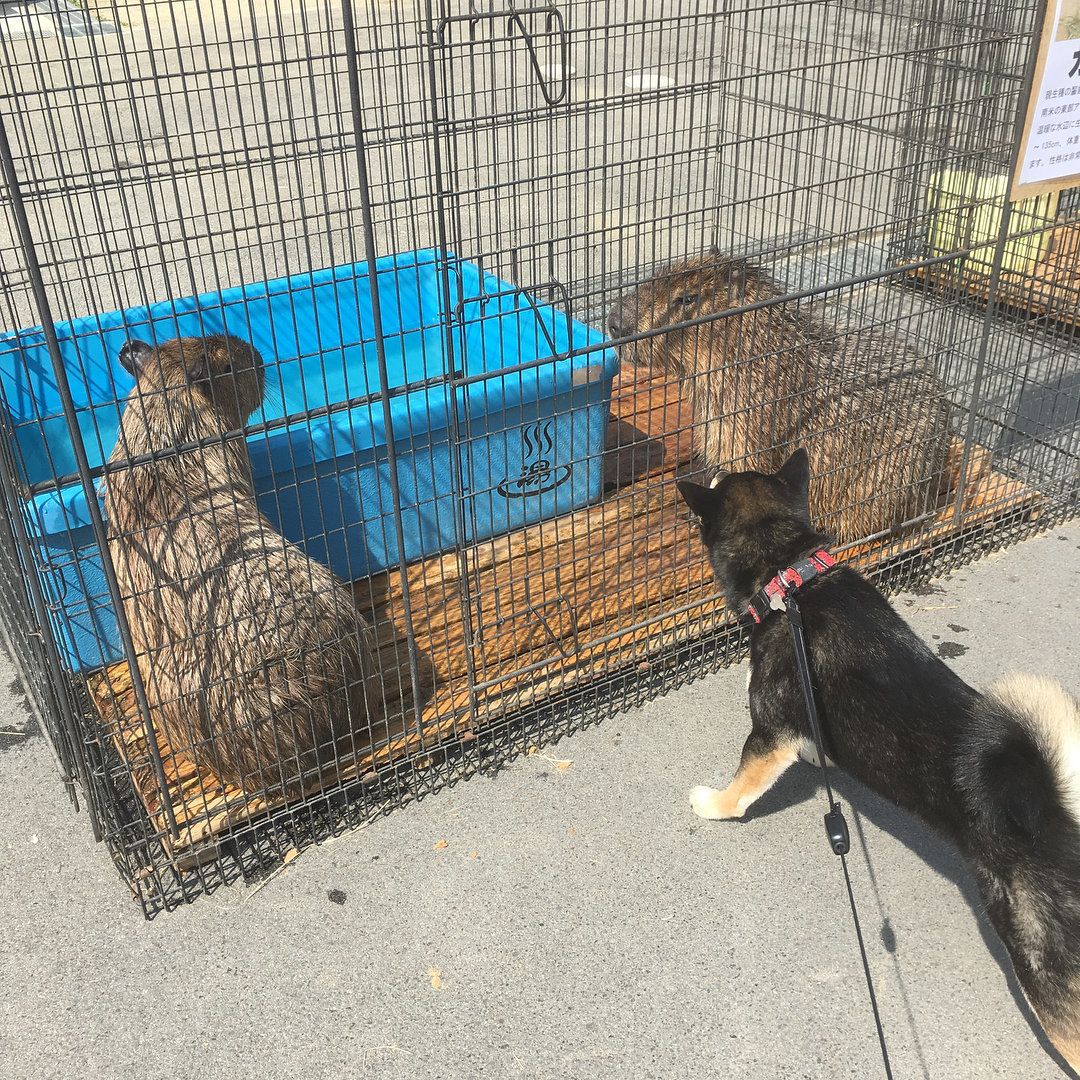 カピバラさんとヅナくん