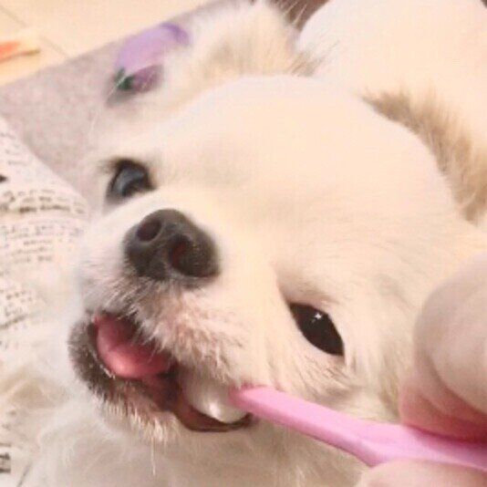 歯磨きするチワワ