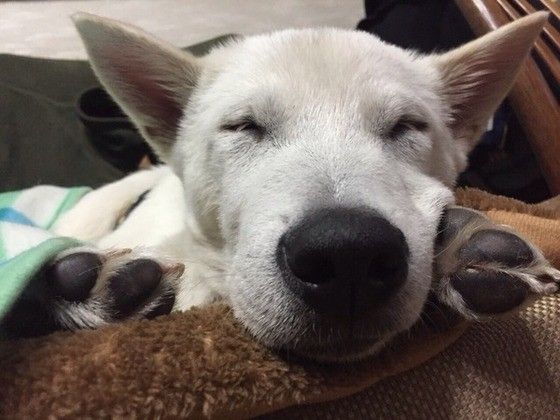眠る紀州犬
