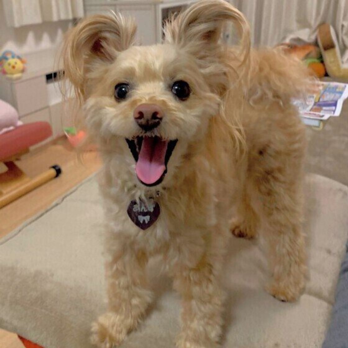 留守番中は飼い主さんのニオイのあるものに寄り添う 犬のしぐさに隠された 信頼 の証とは いぬのきもちweb Magazine 留守番中は飼い主さんのニオイのあるものに寄り添う 犬のしぐさに隠された 信頼 の証とは いぬのきもちweb Magazine