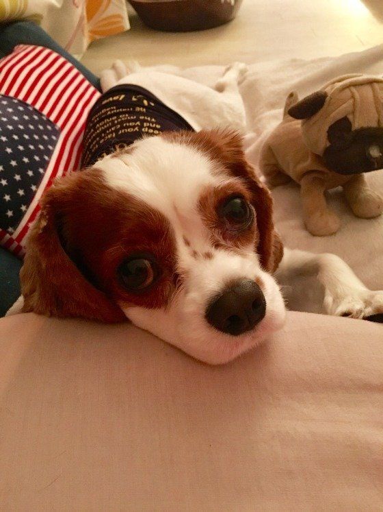 キャバリア・キング・チャールズ・スパニエルのチョウスケくん