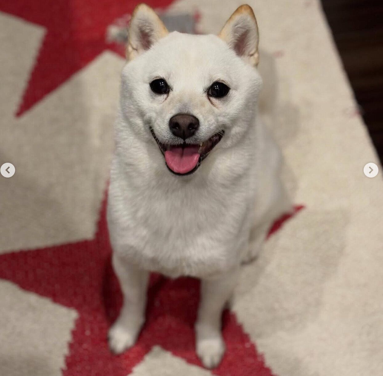 ニコニコ顔のぷりんちゃん