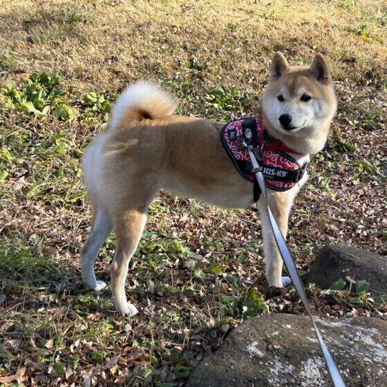 後ろを振り向く柴犬