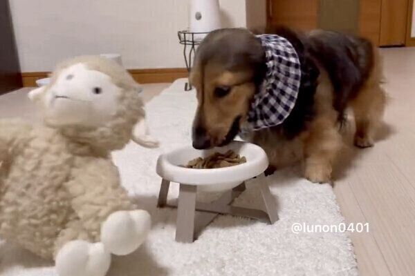 「ひつじさん」と一緒にごはんを食べたいるのんくん