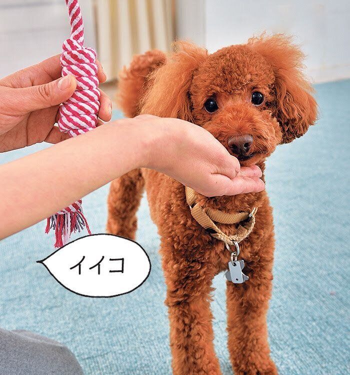 おもちゃを離させおやつを与える