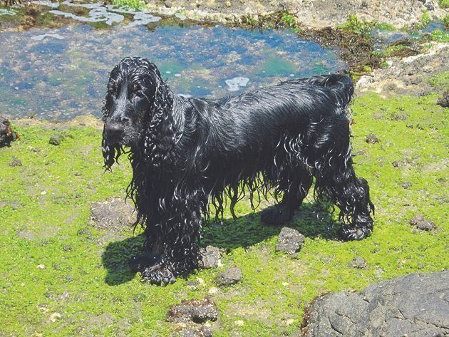 水に入るのが大好きなポッキーくん。病気になる前はよく海に連れていってもらい、たくさん泳いでいました