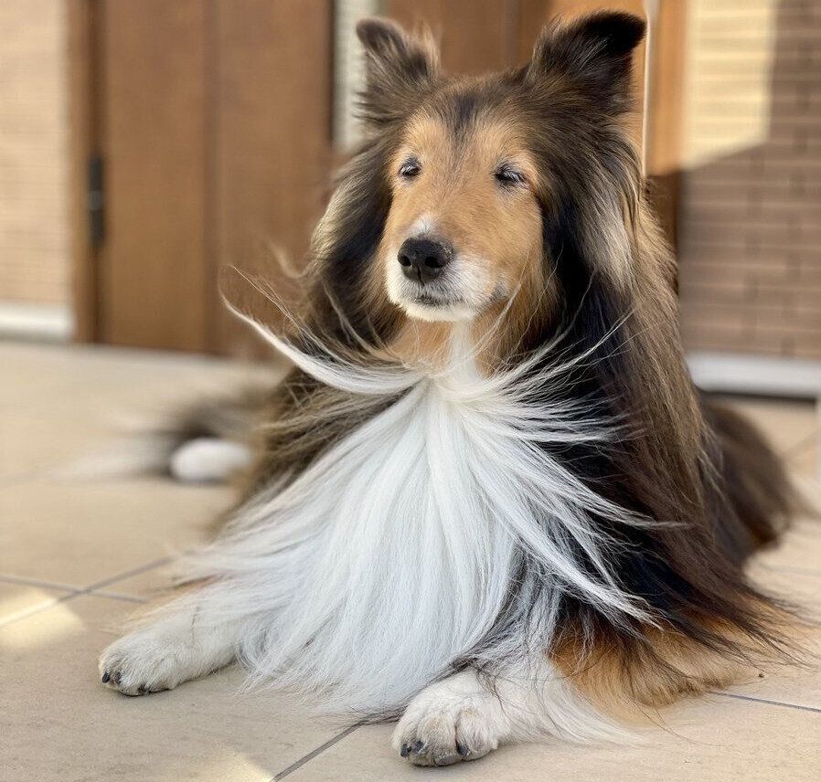 玄関に座るロイくん