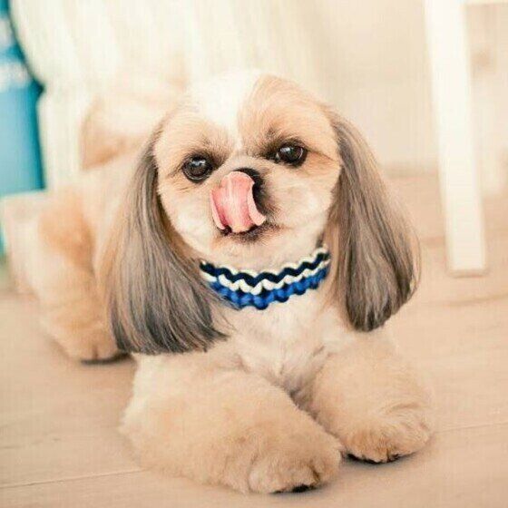 湿気でドッグフードにカビが発生？梅雨に起こりやすい犬の食中毒を防ぐ方法 いぬのきもち