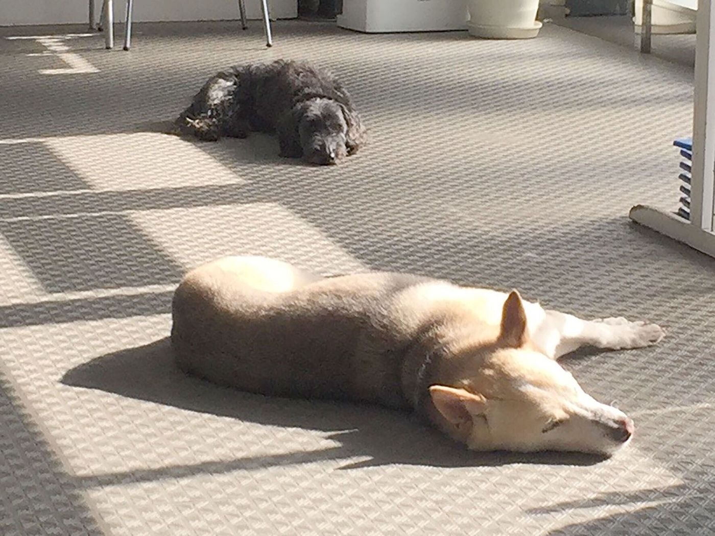 日々感じる 犬っていいよね 連載 西川文二の 犬ってホントは Vol 80 いぬのきもちweb Magazine 日々感じる 犬っていいよね 連載 西川文二の 犬ってホントは Vol 80 いぬのきもちweb Magazine