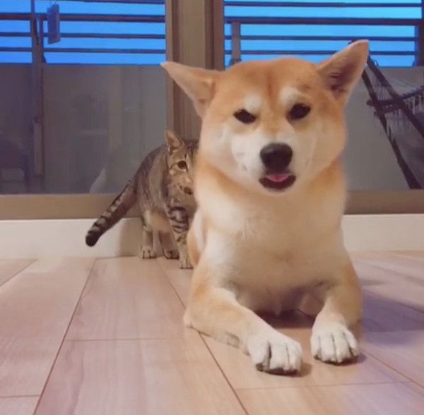 犬の背後に忍び寄る猫