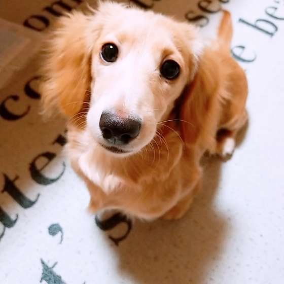 ダックスフンド