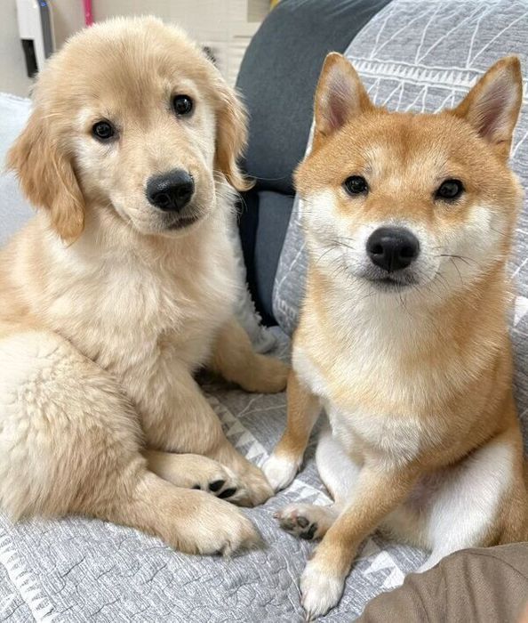仲良しなうにくん、おからちゃん