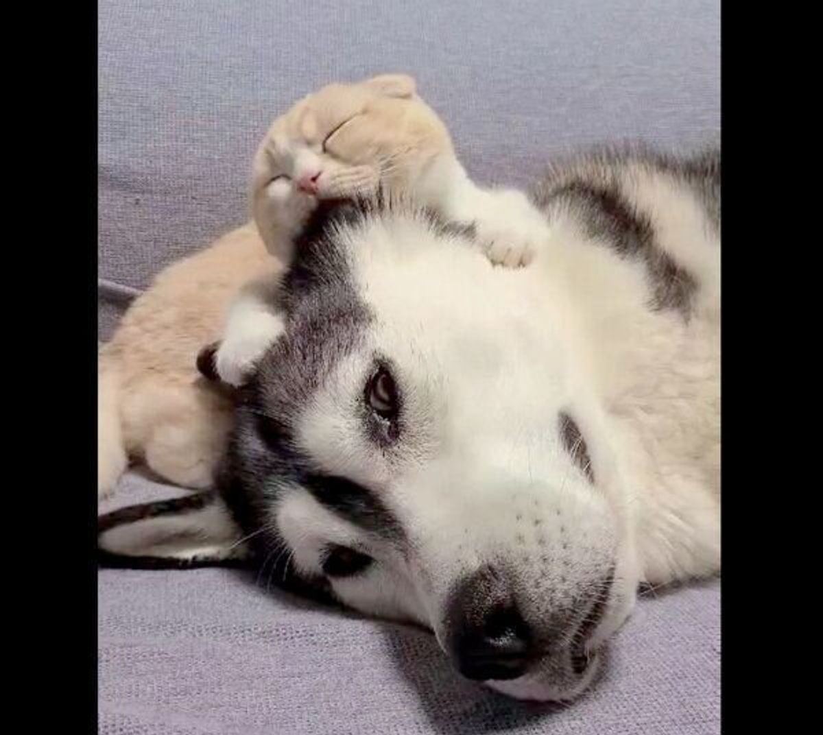 ハスキーの首元でぐっすり眠る子猫 親子 のような微笑ましい関係性にほっこりする いぬのきもちweb Magazine ハスキーの首元でぐっすり眠る子猫 親子 のような微笑ましい関係性にほっこりする いぬのきもちweb Magazine