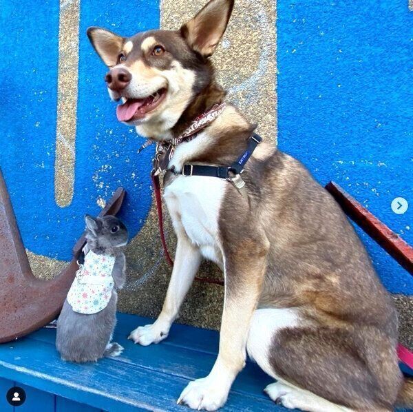 次郎ちゃんと小次郎ちゃん