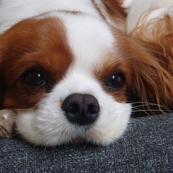 キャバリア・キング・チャールズ・スパニエルのベルちゃん