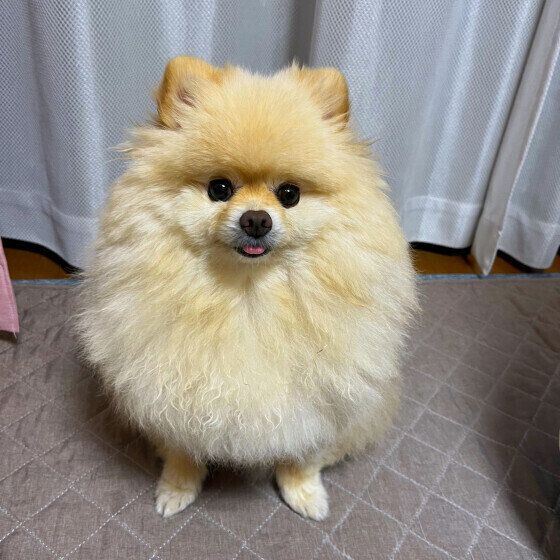 もふもふのポメラニアン いぬのきもち