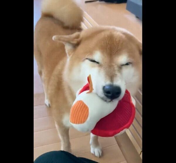 飼い主さんとの再会を喜ぶすずちゃん