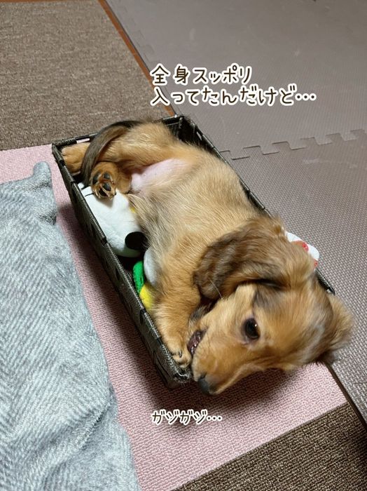 箱に入っているミニチュア・ダックスフンド
