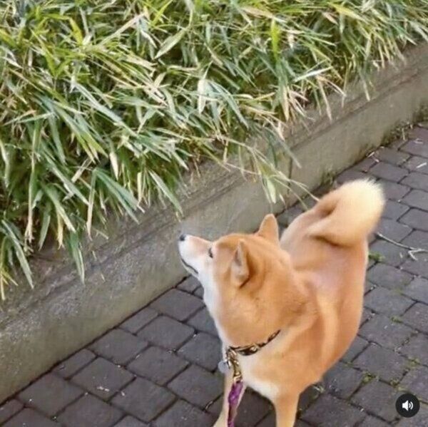 散歩中にボールを見つけてくるエマちゃん