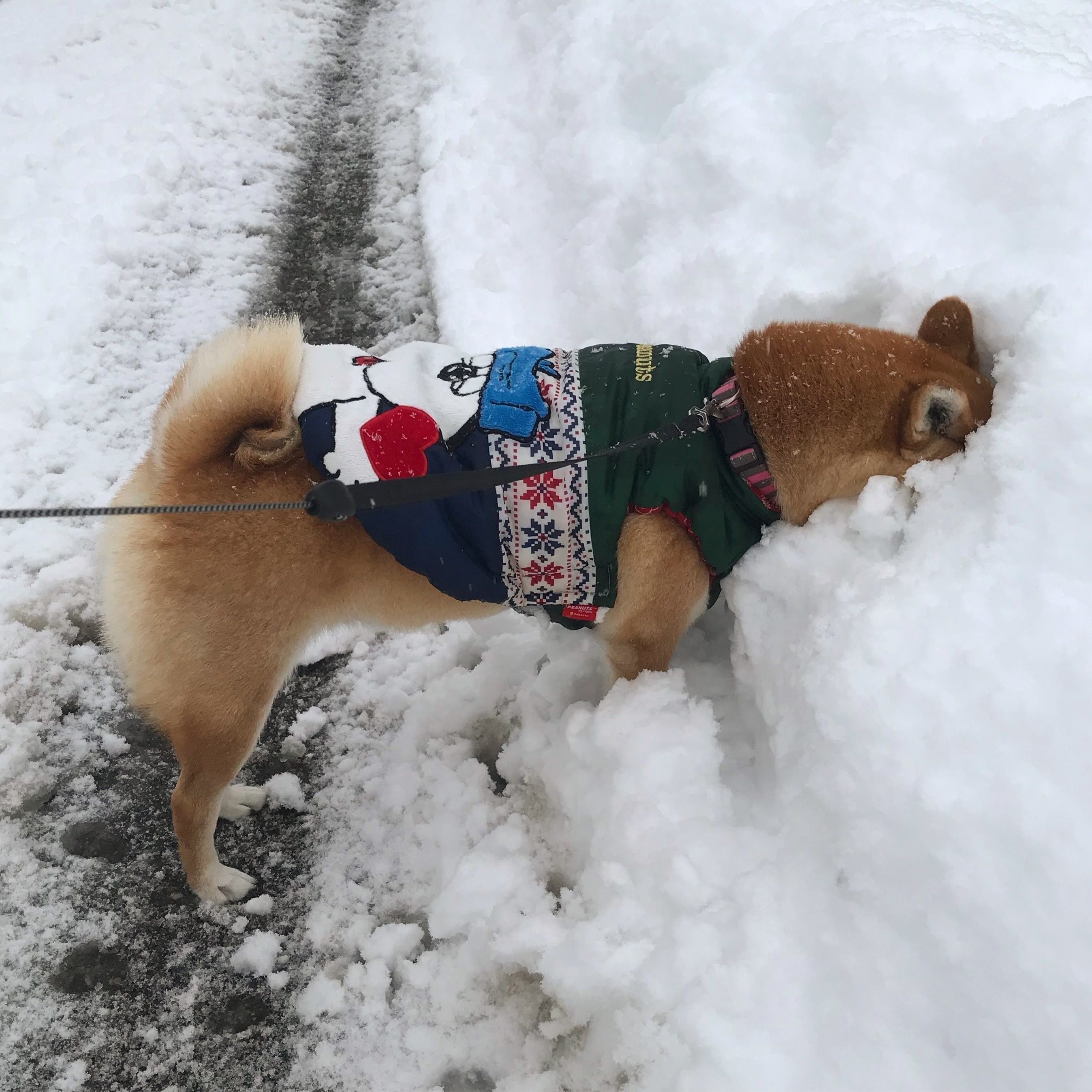 ブラジルの人聞こえますか