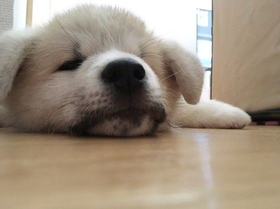 眠る秋田犬