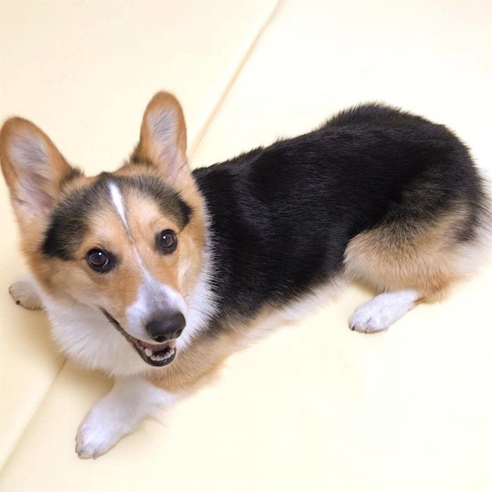 コーギーのジェイドくん