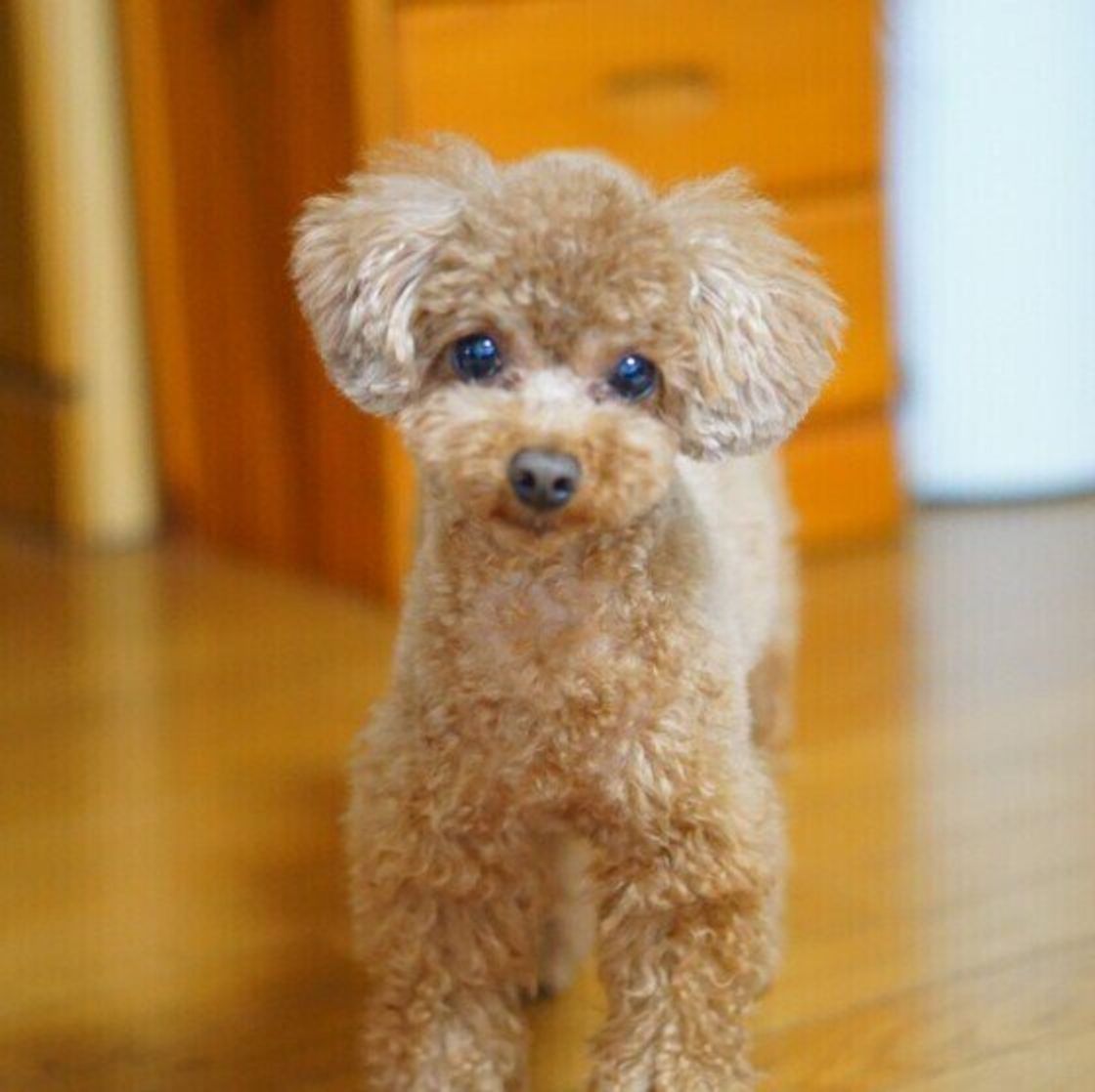 運動不足 の犬が見せるサイン 運動が足りないときに起こる問題とは 獣医師解説 いぬのきもちweb Magazine 運動不足 の犬が見せるサイン 運動が足りないときに起こる問題とは 獣医師解説 いぬのきもちweb Magazine