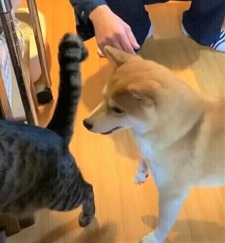 お兄ちゃんをとられたくない柴犬のハナちゃん