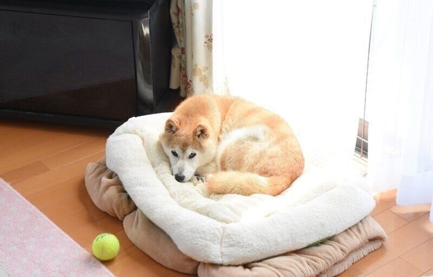 お互いの寝息が子守唄に 柴犬かぼすちゃんと猫たちの 幸せなお昼寝 いぬのきもちweb Magazine お互いの寝息が子守唄に 柴犬かぼすちゃんと猫たちの 幸せなお昼寝 いぬのきもちweb Magazine