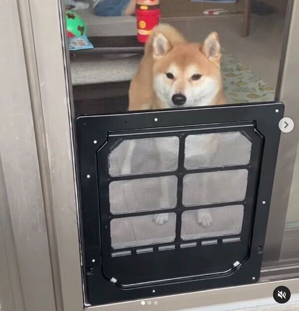 網戸を見つめるこたろうくん