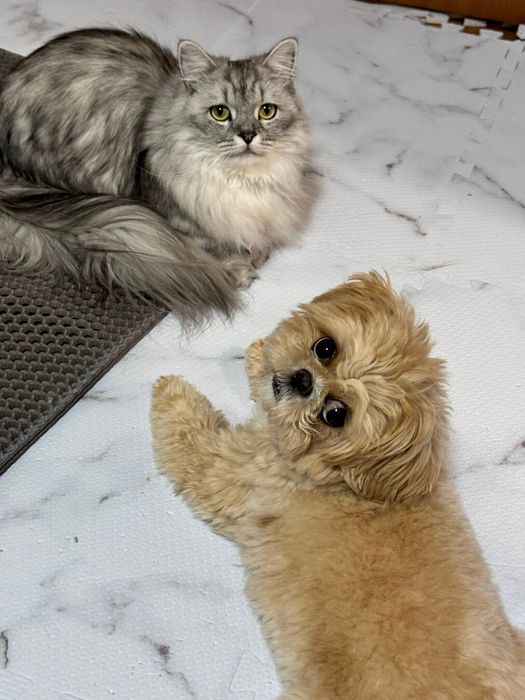 キアヌちゃんと一緒に住んでいる猫のミラくん(写真左上)