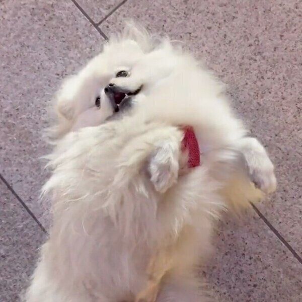 お散歩中にストライキをするなんこつちゃん