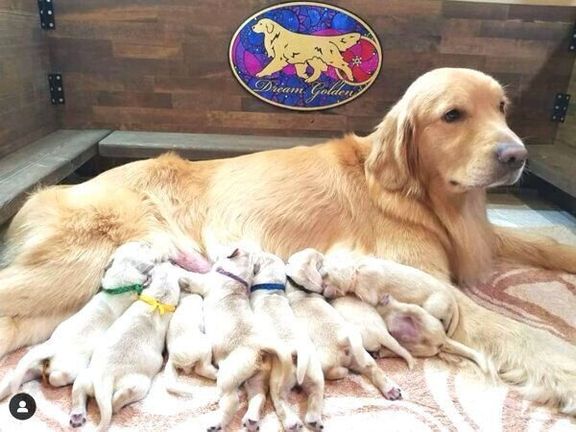 母犬の母乳を飲むアランくんときょうだい